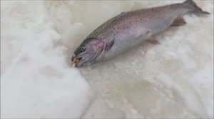 Ловим форель в снегопад. Рыбалка на Нижнем. Клёвое место Лосиный остров.