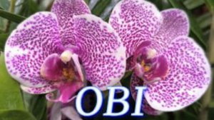 №1161/ Обзор ОРХИДЕЙ в OBI. Много УЦЕНЁННЫХ орхидей