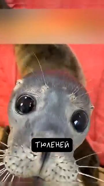 Интересные факты о тюленях #shorts смотреть онлайн