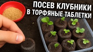 Сажаем клубнику так, чтобы ВЗОШЛА КАЖДАЯ семечка. 100% способ.