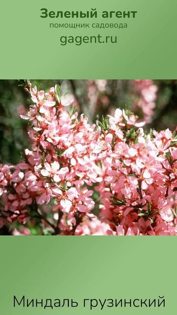 Миндаль грузинский — Зеленый Агент