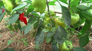 Увидели дырки на листьях перца, значит гусеница скоро переползет на плоды