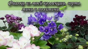 Фиалки из моей коллекции! Сегодня только мини и полумини сорта 🌱