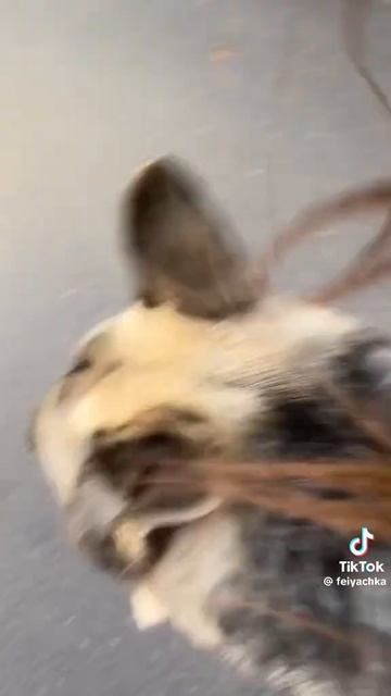 Русский у которого родной язык китайский