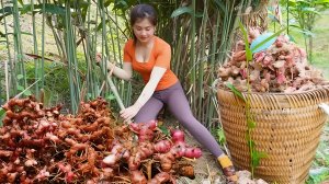 Сбор урожая с кустов галангала на продажу. Забочусь о поросятах, курицах и утках. Нхат.  Вьетнам