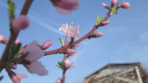 Персики,растущие в Воронежской области!