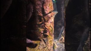 Отдых. Походив Океанариум в Питере.