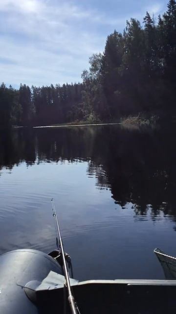 Ленобласть. 26.07.2024. Часть 111. Утята_ Река Вуокса, панорама разлива с утятами