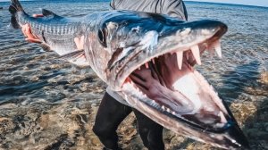 Поймал Барракуду на удочку. Рыбалка.