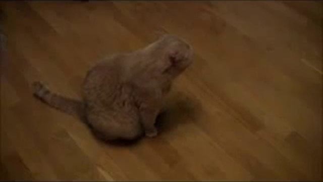 Кот бэк вокалист смотреть онлайн