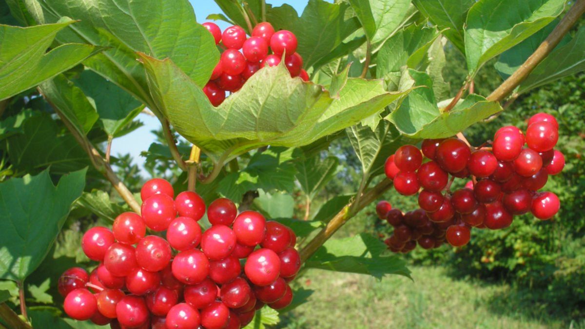 Песня Калина красная Русские народные песни смотреть онлайн