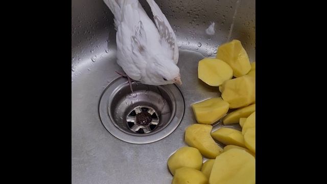 Попугайчик Василий купается смотреть онлайн