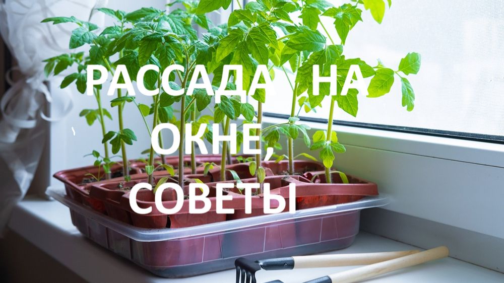 Рассада на окне! Советы. Как добиться результата?(Архив)