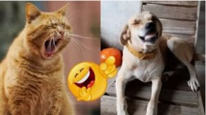 Видео приколы РЖАКА СМЕШНЫЕ ЖИВОТНЫЕ ПОПРОБУЙ НЕ ЗАСМЕЯТЬСЯ