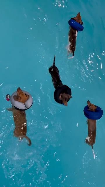 Команда по таксополо 😆))