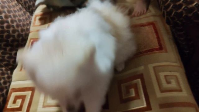 Подстригли Ёсика🤗 смотреть онлайн