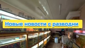 Новые новости с разводни