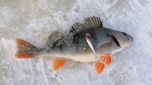 С УМА СОШЕЛ -  ГОВОРИЛИ МНЕ! А Я УШЕЛ НА ДАЛЬНИЕ ТОЧКИ, А ТАМ...