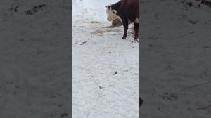 Молодые телята на выгуле зимой. Зимний моцион на ферме в Марий Эл