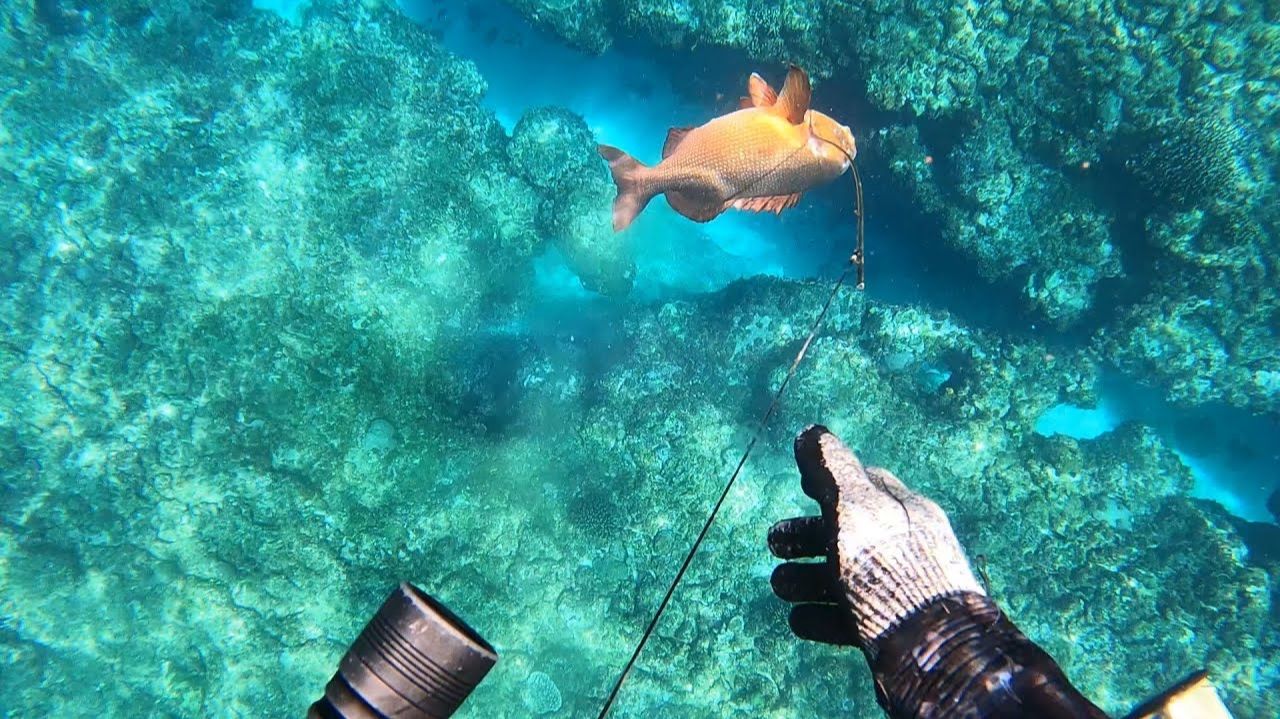 Подводная охота / Опасные рыбы, которые на самом деле очень вкусные смотреть онлайн