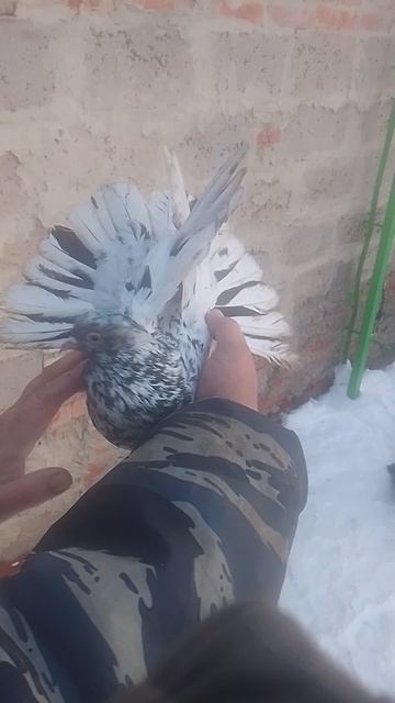 николаевские голуби