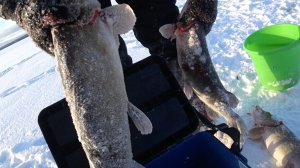 Первая рыбалка в 2026. Ловим щук на льду.