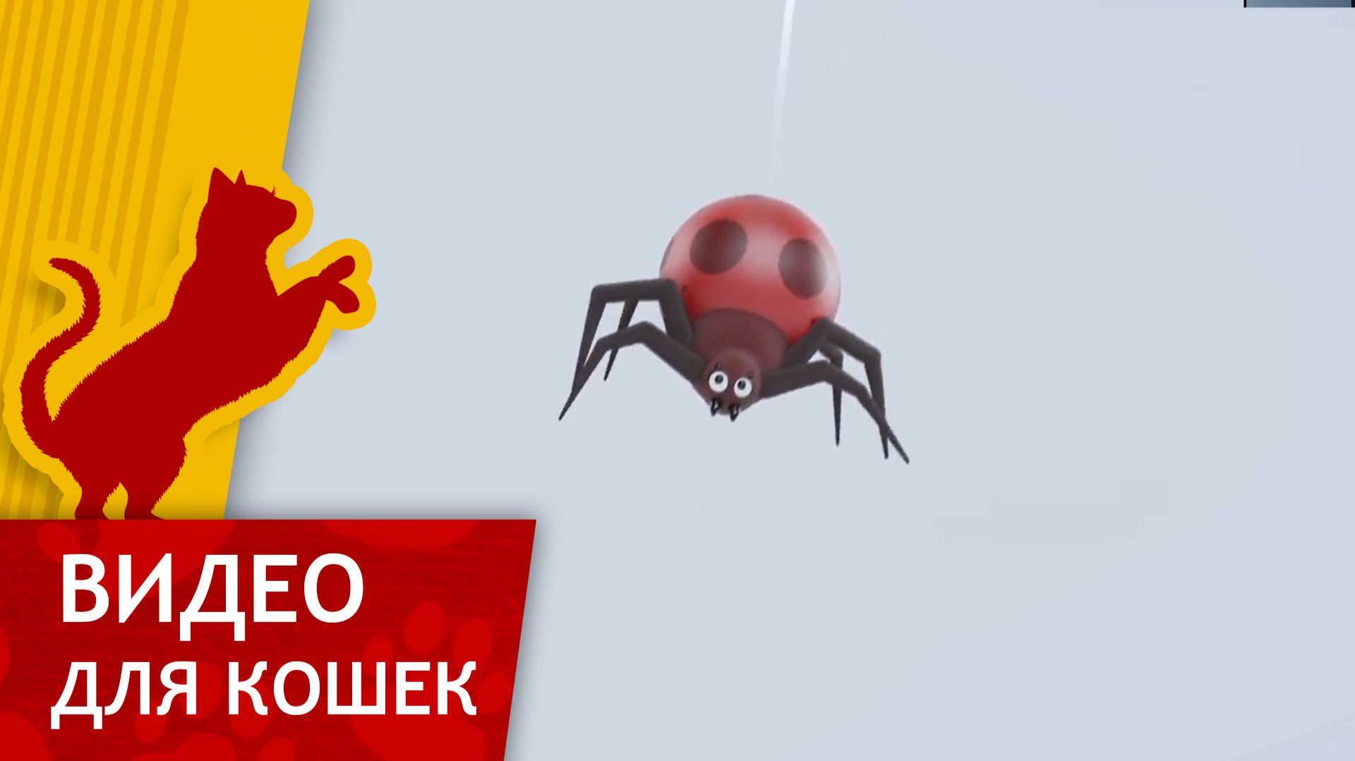 Видео для кошек - Поймай красного паучка (Развлеки кота) смотреть онлайн