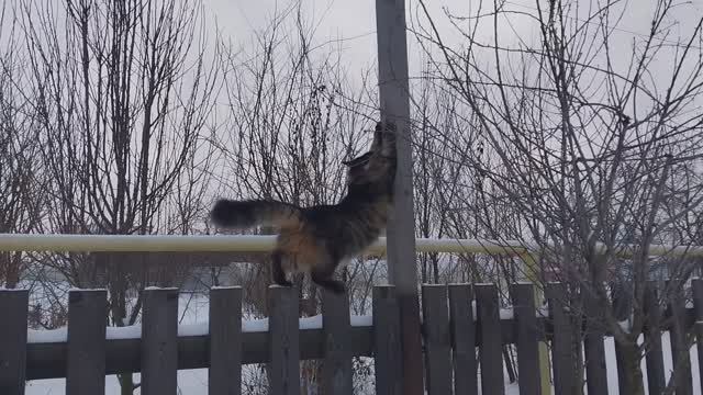 Куры, Люська и сказка про зиму из детства! смотреть онлайн