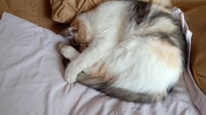 Рассказ - "Рождественский котёнок"