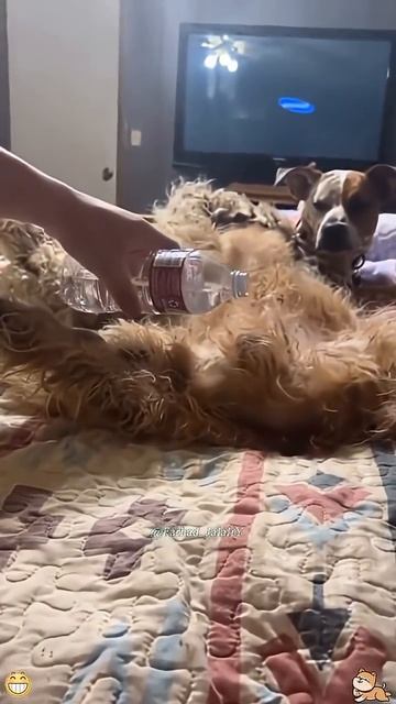 Смешные испуги собак смотреть онлайн