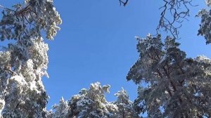 Камышин 10 янв 2026 Зимняя сказка