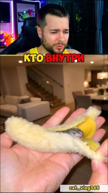 КОТ СПИТ В БАНАНЕ? #shorts смотреть онлайн