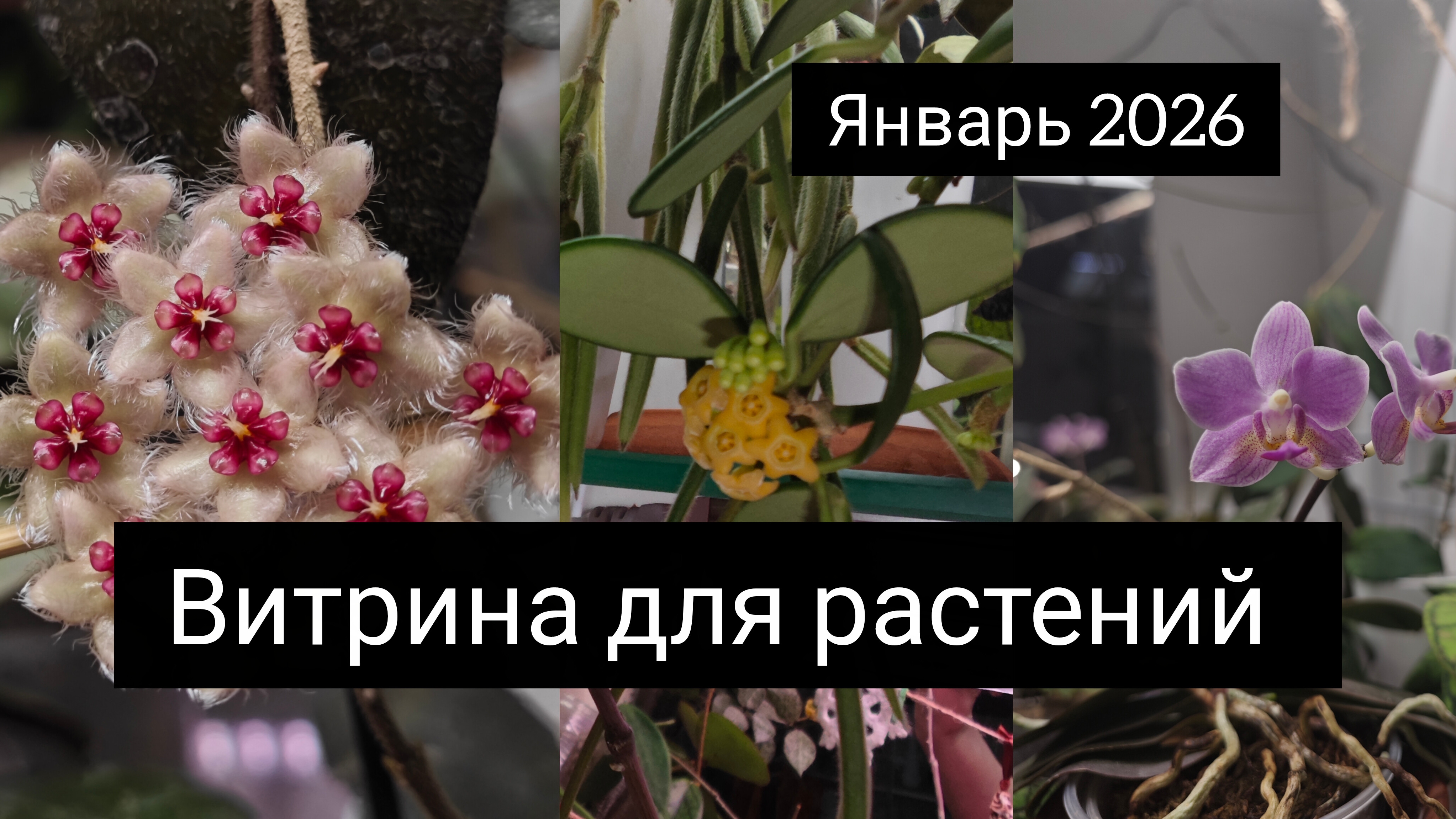 витрина для растений. январь 2026 смотреть онлайн