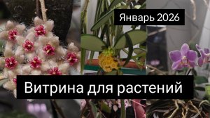 витрина для растений. январь 2026