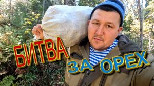 Битва за орех! Кто успел тот и...