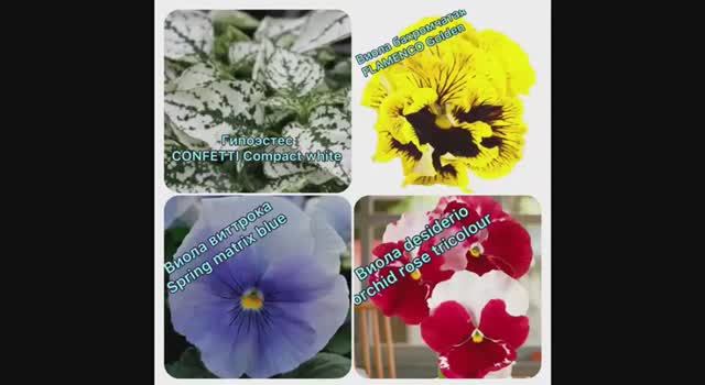 Гипоэстес и Виолу посеяла 09.01.2026