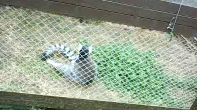 ЭКСКУРСИОННЫЙ БЛОГ ЗООПАРК ПЛАНЕТА ОБЕЗЬЯН ЗАВЕРШЕНИЕ. (22.07.2025г)🐴🐴🐴🐴🐔🐔🐔🐔🦍🦍🐒🦧🦌🦛