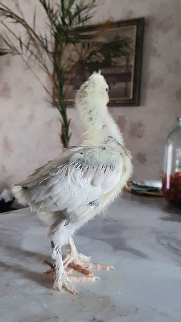 #цыплёнок смотреть онлайн