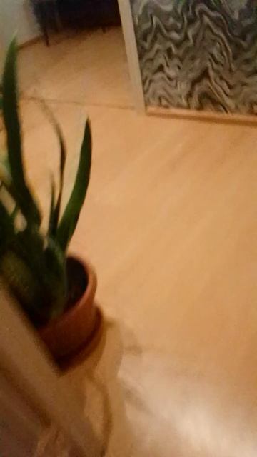 говорю самый грешный мат коту и убегаю смотреть онлайн