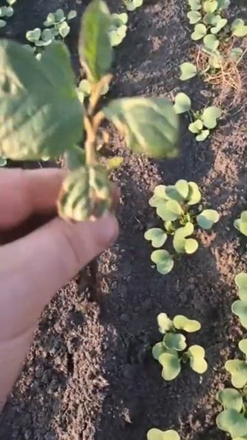 Редис Диего