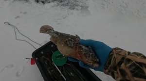 Рыбалка на ротана! Клюнул монстр декабрь 2025