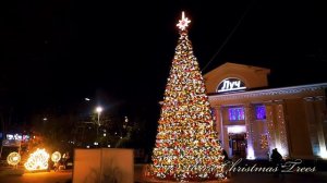 Ель_световая_Сочи_Хоста_СССР