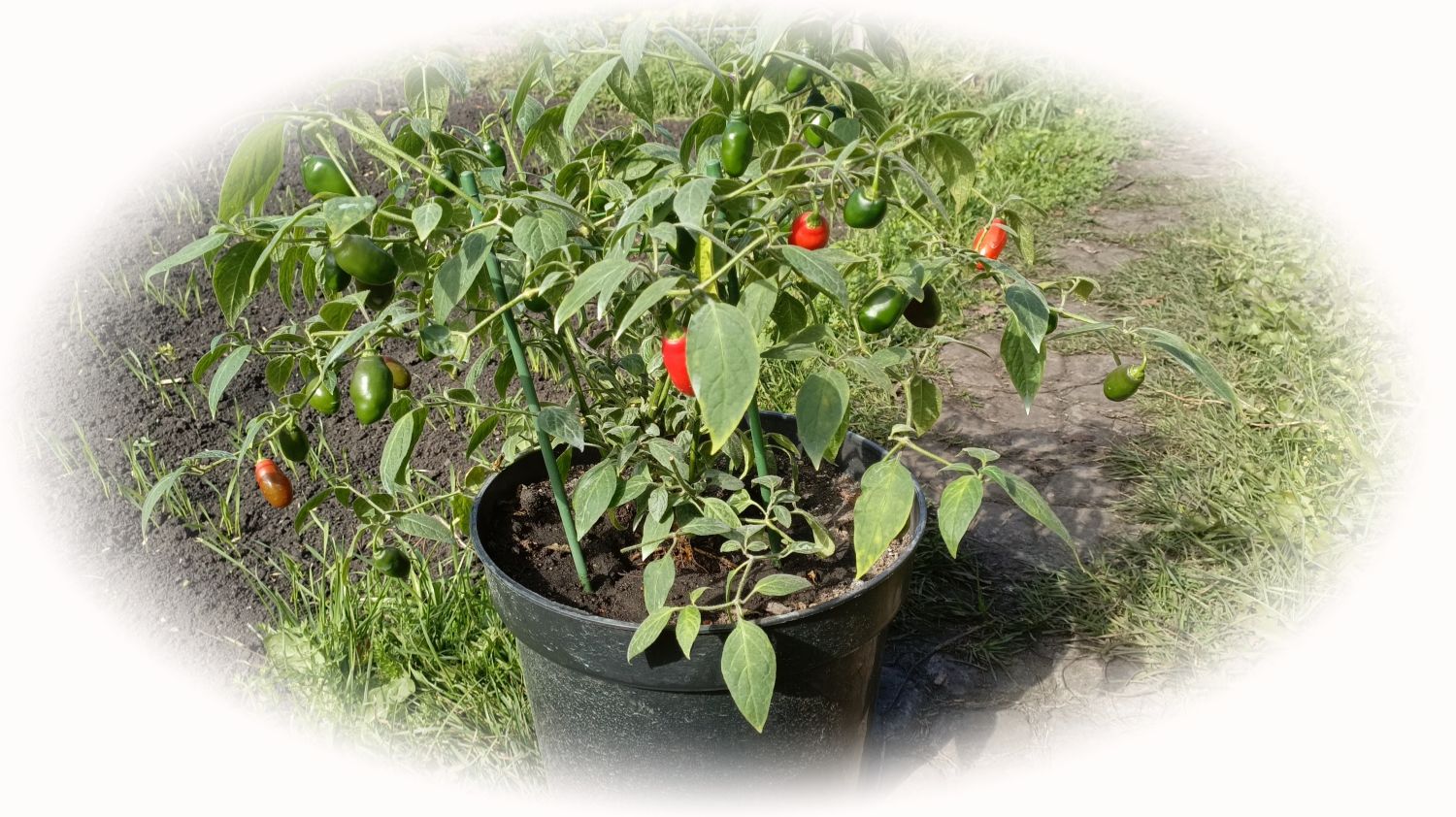 Перец Опушенный.  Rocoto Gondol — выращивание в горшке 2025г