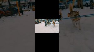 Подрались с кексом из-за косточки! (Корги Коржик. Говорящая собака)