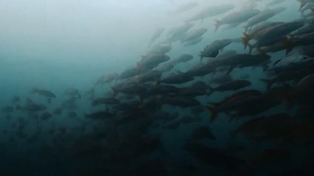 Galápagos Islands   Cinematic Video