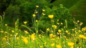 Как же хочется в деревню