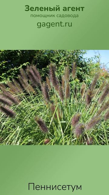 Пеннисетум — Зеленый Агент