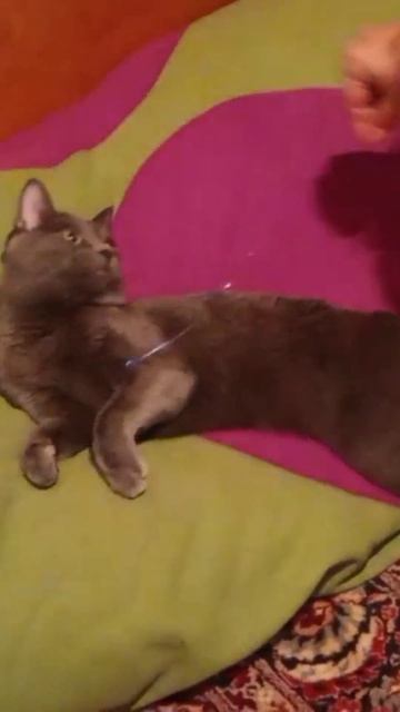 Кот Атос играет с дождиком #shorts #котатос #котиграет #кошачьиигры #коты