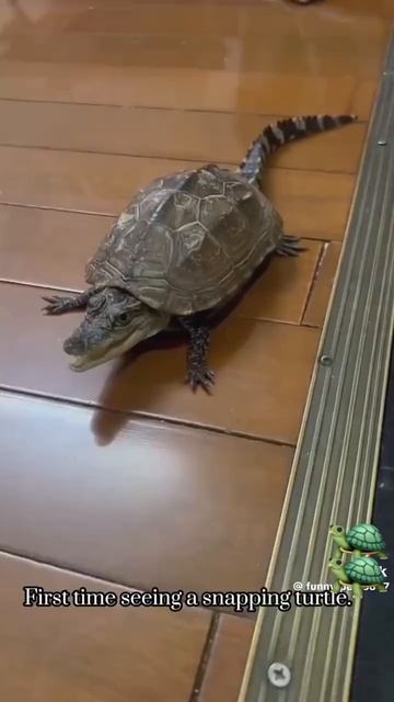 Забавные черепашки