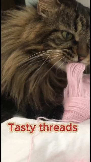 Вкусные нитки 🧵😼❤️🔥